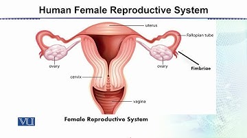 Human Female Reproductive System | Animal Form & Function 2 (Theory) | ZOO517T_Topic140