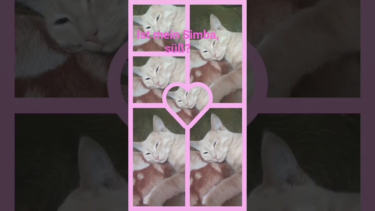 Mein Simba, Liebling?