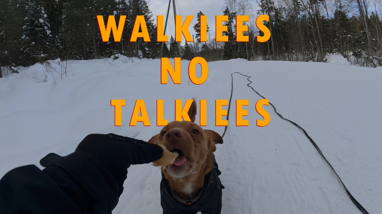 Winter Walk With Cute Dog I 4K Slow TV - No Talking