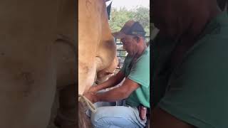 Boi Tabapuã Conhece?