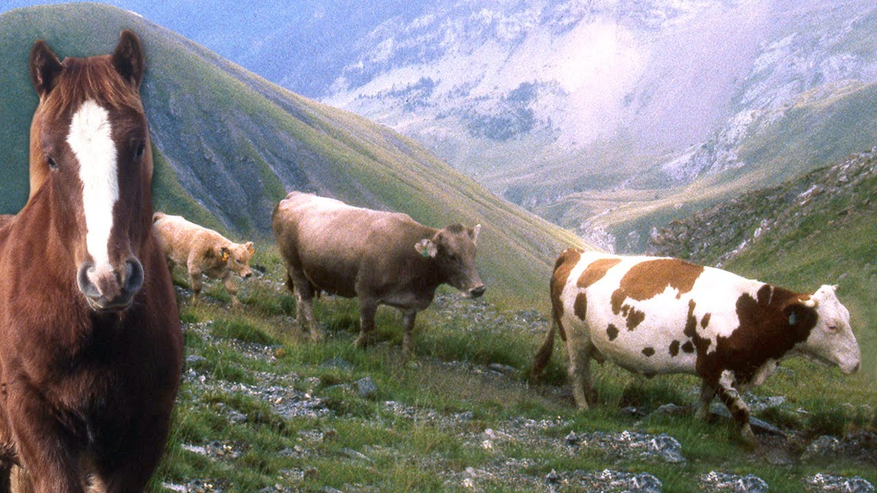 Поиск 200 коров в горах верхом на лошадях для их перевода на горные пастбища