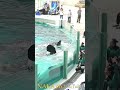 ラビーちゃん、ララちゃん、ガラス前揃ってパフォーマンス、#shorts　 #シャチ #orca #鴨川シーワールド #水族館 #シャチパフォーマンス #killerwhales