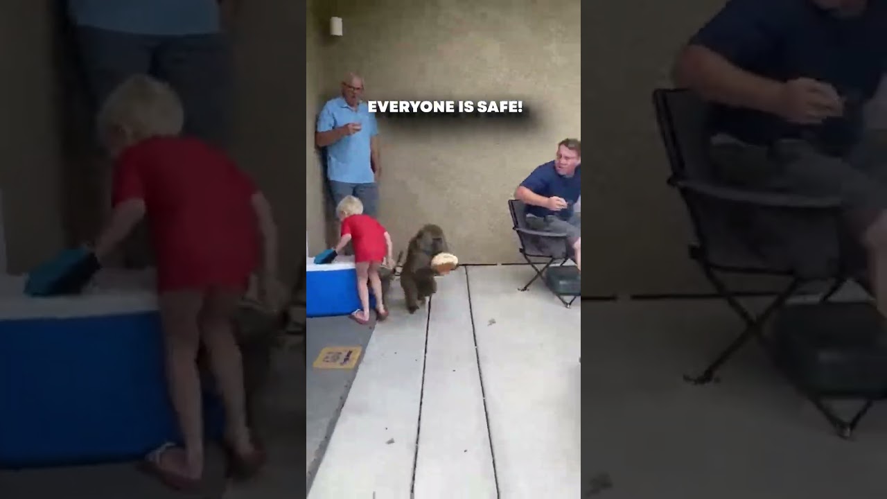 Бабуины начали воровать человеческую еду! 