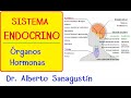 SISTEMA ENDOCRINO explicado FÁCIL: glándulas y hormonas