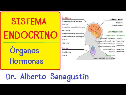 SISTEMA ENDOCRINO explicado FÁCIL: glándulas y hormonas