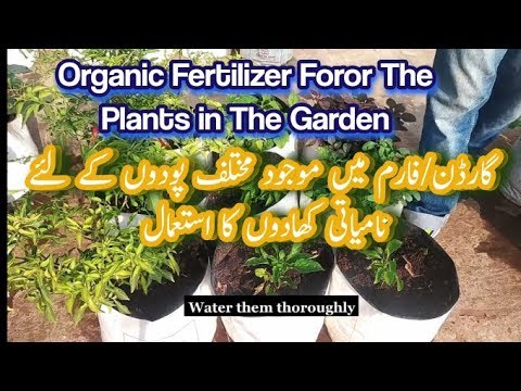 Organic Fertilizer For The Plants in The Garden - YouTube