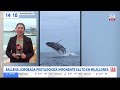 Espectáculo en el Norte: Avistan majestuosas ballenas en las costas de Antofagasta y Mejillones