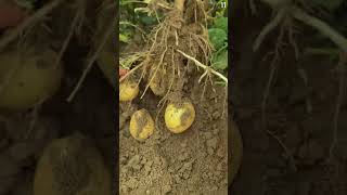 Skill Tingkat Dewa Panen Kentang Memuaskan Dengan Tangan Kosong