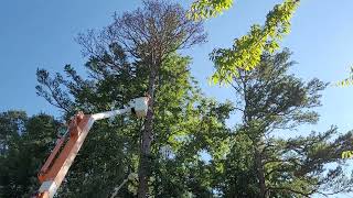 Dead Pine Tree Top Explodes!