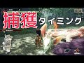 【モンハンライズ】捕獲タイミングを確認する方法【MHRise】