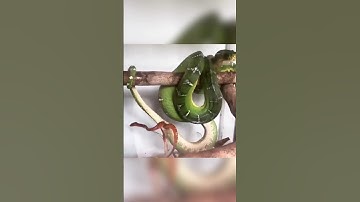 Australian native green tree python born #shorts