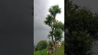 #uttarakhand #ranikhet #explore