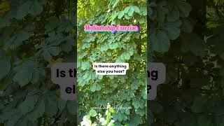 Mediumship Exercise - Clairaudience