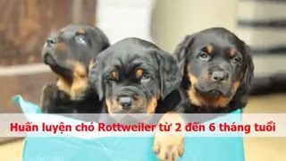 Huấn luyện chó Rottweiler ưu và nhược điểm từ 2 đến 6 tháng tuổi