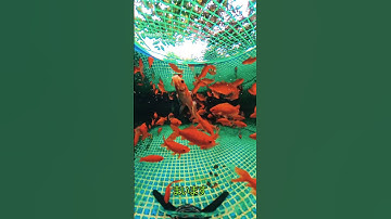 ３６０度水中動画のダイジェスト版を作るにはＩｎｓｔａ３６０＋のＡＩ自動編集