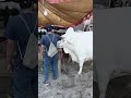 white big beast is ready for 2k26 #bakraeid2026 #bakraeid2026 #cow