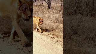 Terminator Lioness Owns the Road