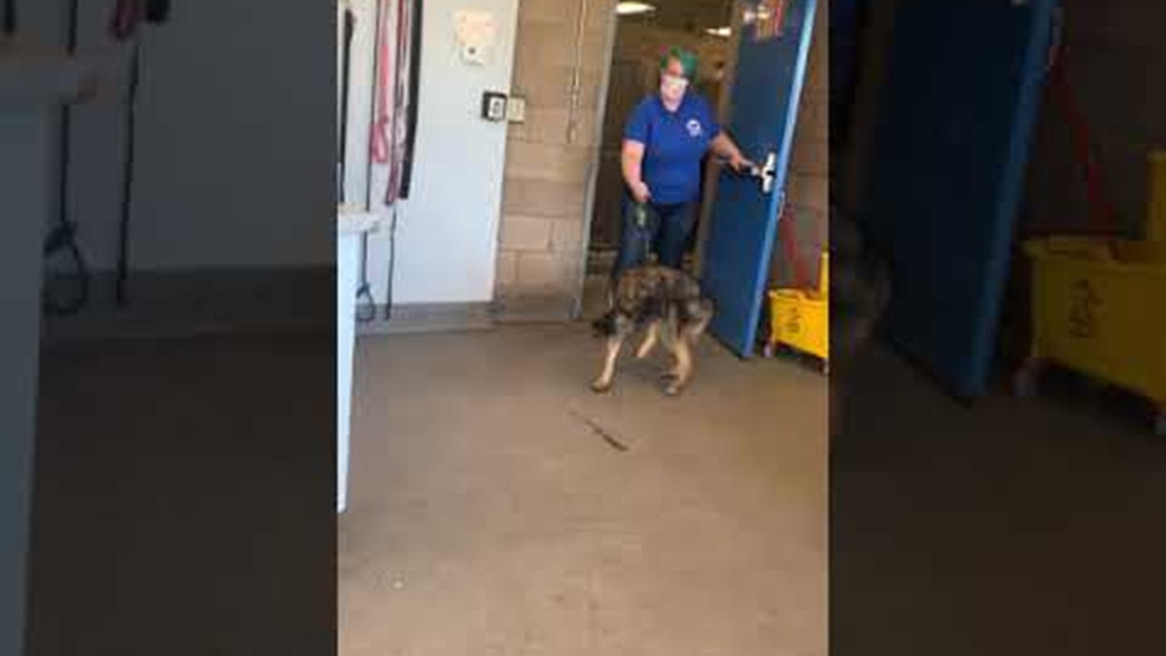 Wobbly Dog Saved from Being Put Down ViralHog YouTube