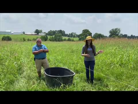 Video: Ist Johnson-Gras sicher für Rinder?