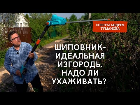 Живая изгородь из шиповника своими руками