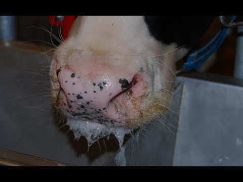 Treating Foot And Mouth Disease In Cows And Buffalo In 2025 Is Very Important 