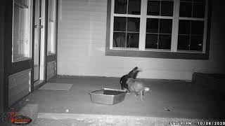 20201008 003 O n Skunk Butt