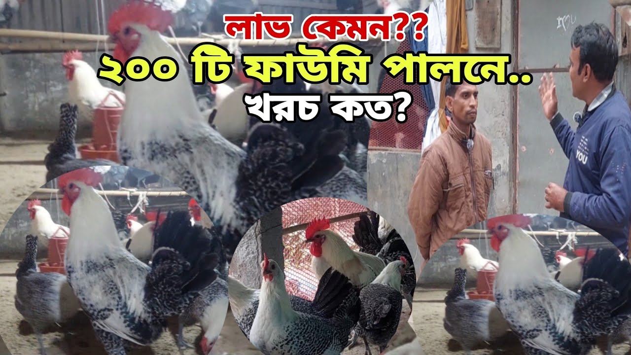 অল্প টাকায় ২০০টি ফাউমি পালন | লাভ কেমন হয় | Agro Dream Bangla