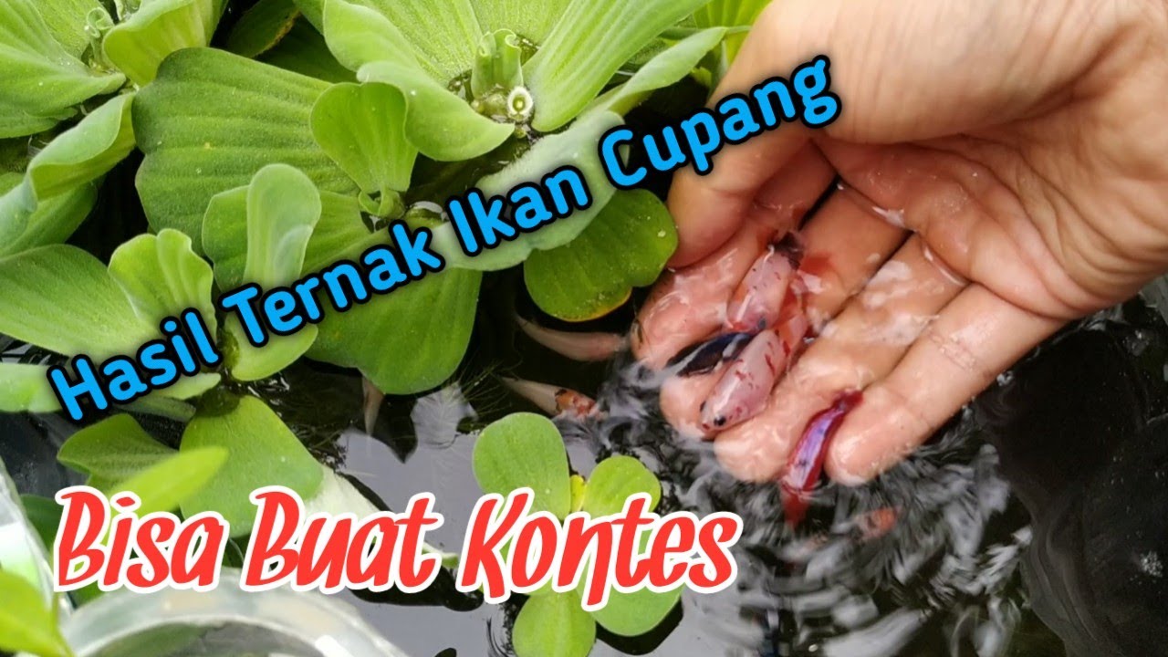 Hasil Ternak Ikan Cupang Hias Dari Idea Channel 