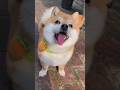 柴犬さん見て癒やされたら寝ろwww #動物 #イヌ #柴犬
