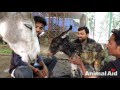 Injured baby donkey rescued watch her mamas reaction