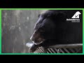 A week in the life of Jonathan the moon bear