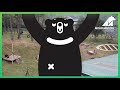 A week in the life of Jonathan the moon bear