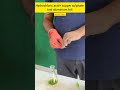fire magic ✨🔥 #experiment #viral #science #trending #ytshorts