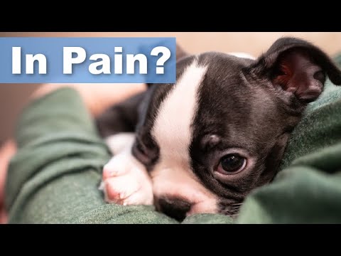 Video: 4 Hal Yang Harus Dilakukan Saat Boston Terrier Anda Tertekan