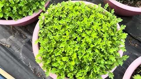 Tưới phân cử 7 cho cúc mâm xôi Hàn và cúc hà Lan Tết 2026#gardening #garden #thich #hoa #food 