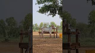 ماشااللہ بہت پیارا شوق ❤️#animals #yputube #viralvideo #typebeat #beautiful #youtubeshorts #animals