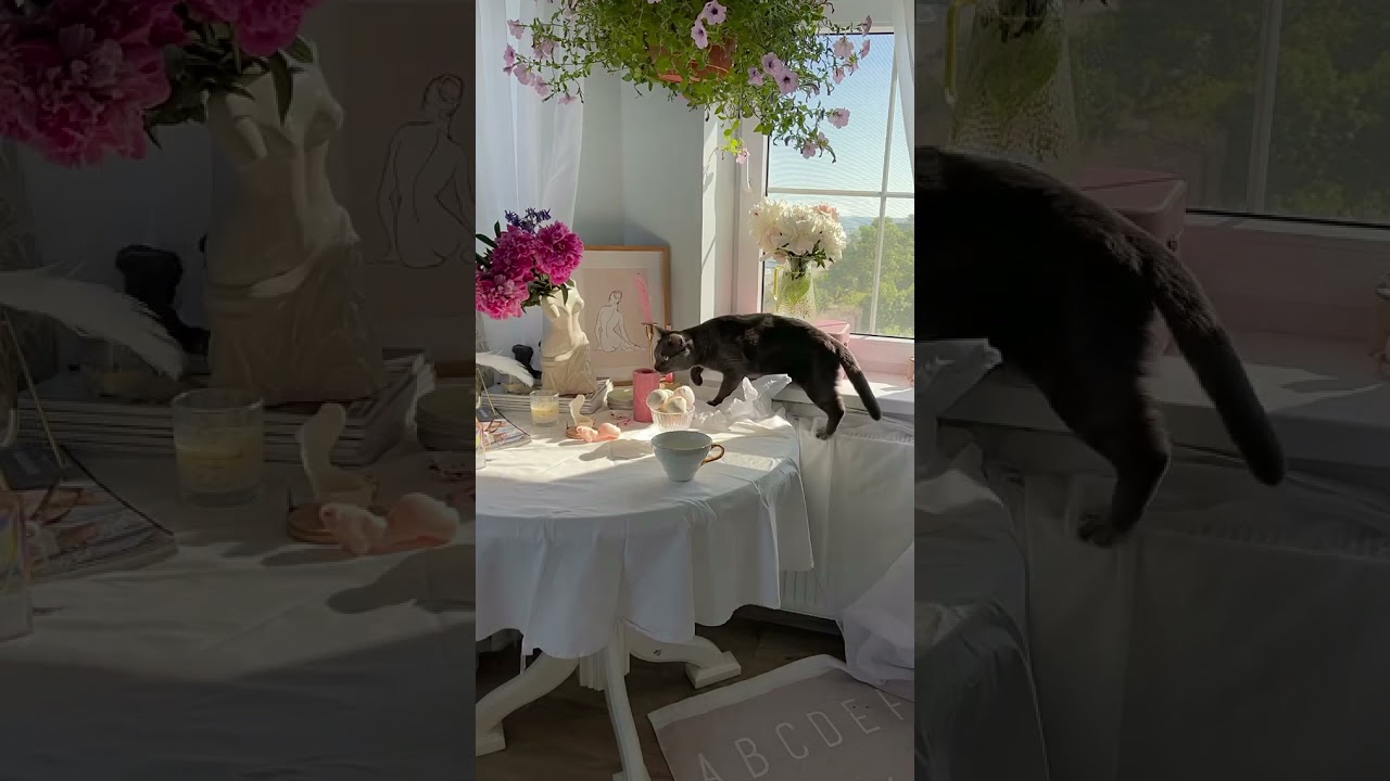 Cute cat 🐈 reaction 