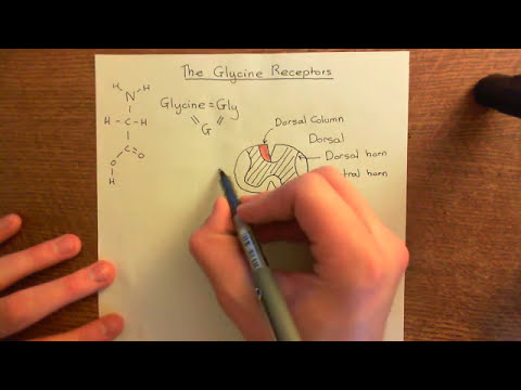 The Glycine Receptors Part 1