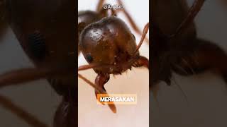 Mengapa Sengatan Semut Api Begitu Menyakitkan ? #ants #faktaunik #animals #hewan