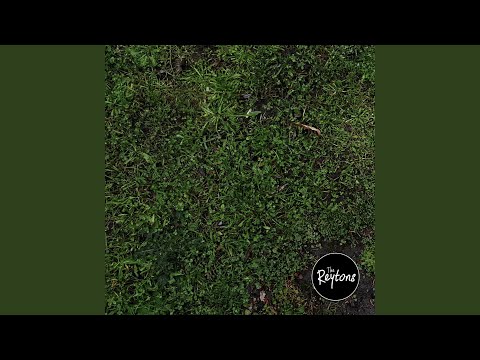 Could Do Better - The Reytons