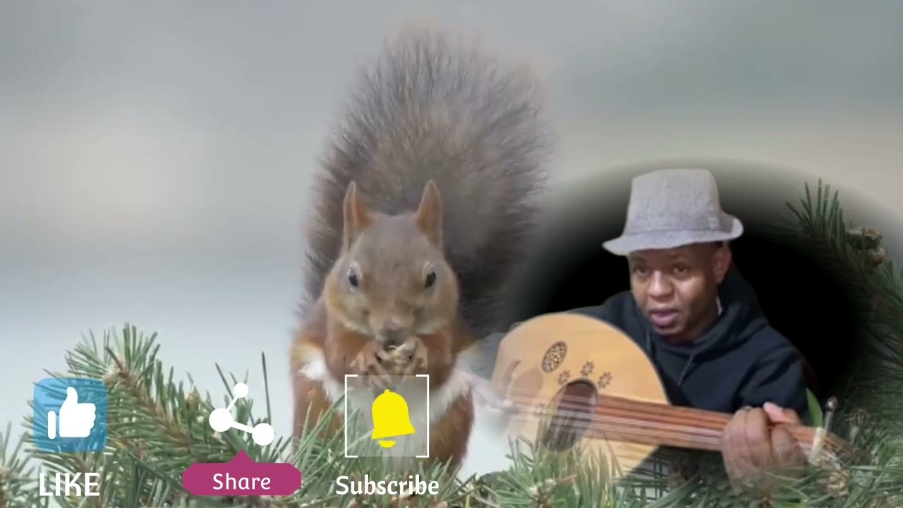 Heestii daalo Kaban Kaliya Gacantii Cabdiqadir filfil