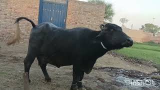 watch piure nili buffalo for sale 25-4-2024- in Punjab Pakistan on YouTube