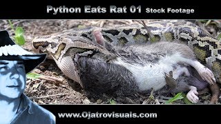 Python Eats Rat 01 Stock Footage