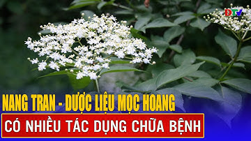 Nang tran - dược liệu mọc hoang có nhiều tác dụng chữa bệnh | Vị thuốc quanh ta | Điện Biên TV