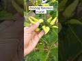 polybag tanaman murah #janurinurhidayat #aktivitasdiladangberkebun