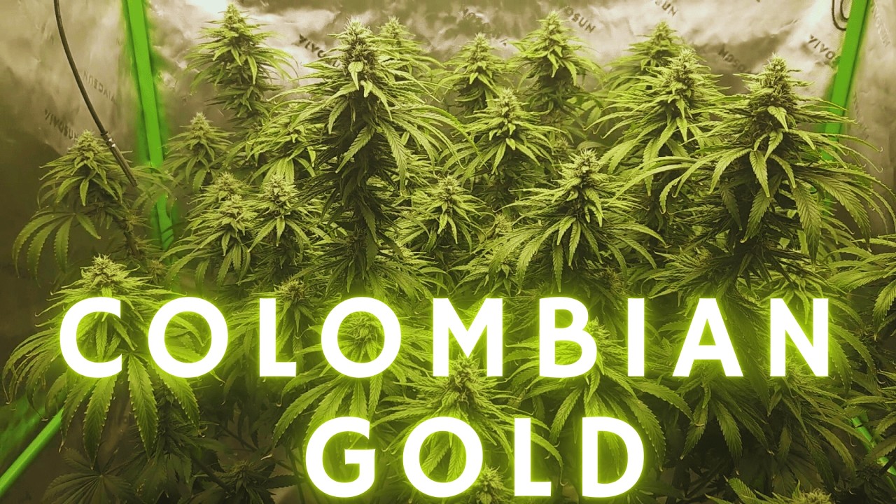 This Grow Just Broke the Rules… Early Monsters in Week 5?!