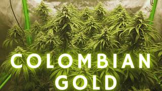 🌱 Colombian Gold — Week 5 Garden Update