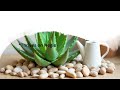 “5 Apartment Plants That Practically Water Themselves🌿" | Low-Maintenance Air Purifiers”
