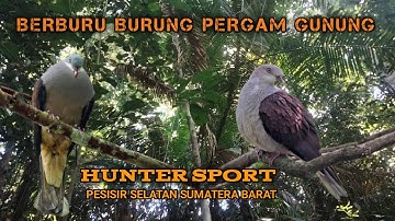 BERBURU BURUNG PERGAM GUNUNG SUMATRA || LONG RANGE PERGAM JUMBO 🔴