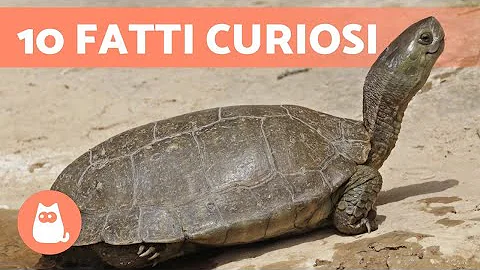 Quale tartaruga acquistare?